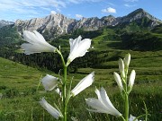 84  Gigli di  monte (Paradisea liliastrum) per Cavallo-Pegherolo-Secco 